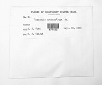 Marasmius oreades image